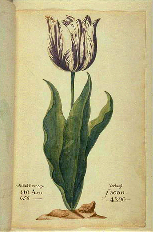 Tulpan: "Viceroy"