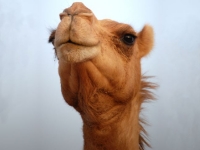Camel